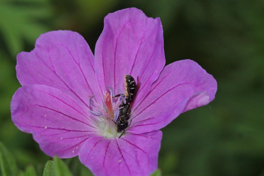  Chelostoma Latreille, 1809