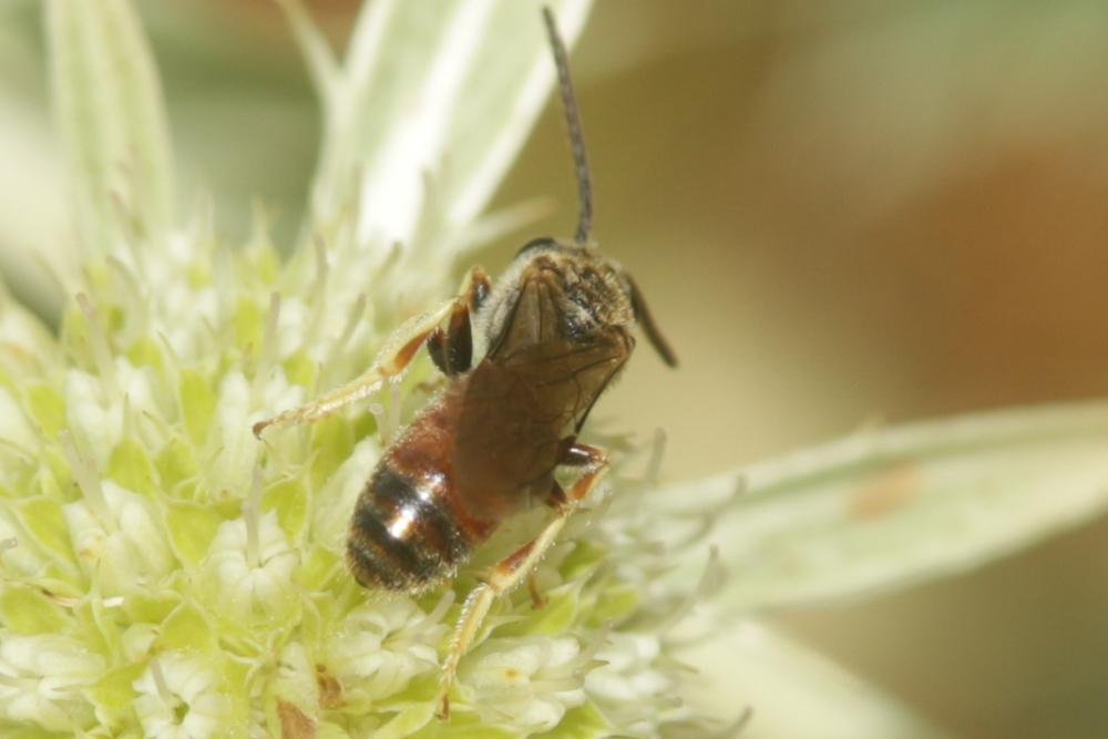  Lasioglossum albipes (Fabricius, 1781)