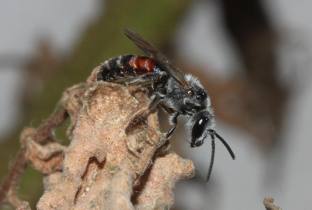 Lasioglossum nigripes (Lepeletier, 1841)