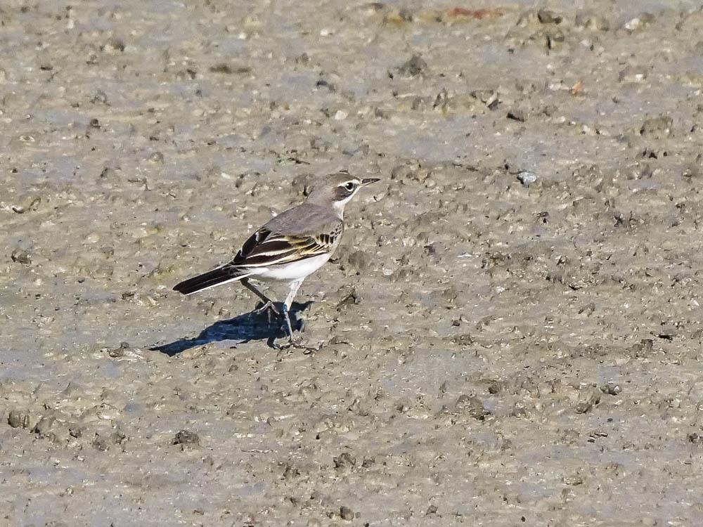 Bergeronnette grise Motacilla alba Linnaeus, 1758