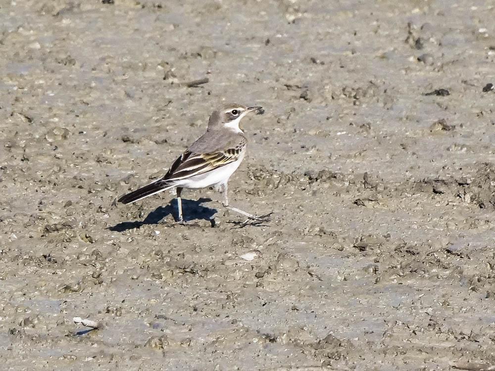 Bergeronnette grise Motacilla alba Linnaeus, 1758