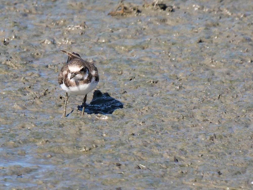 Petit Gravelot Charadrius dubius Scopoli, 1786