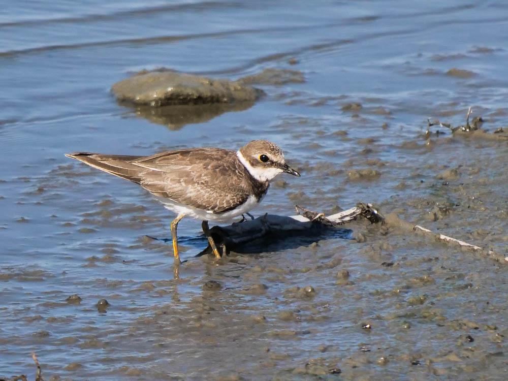 Petit Gravelot Charadrius dubius Scopoli, 1786