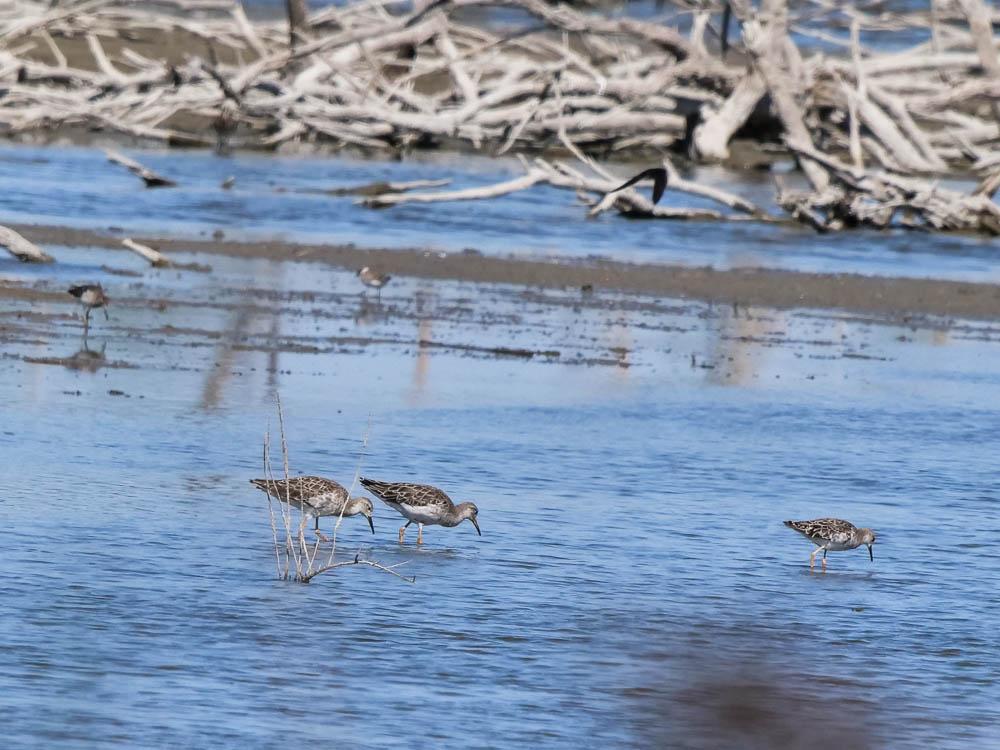 Chevalier combattant, Combattant varié Calidris pugnax (Linnaeus, 1758)