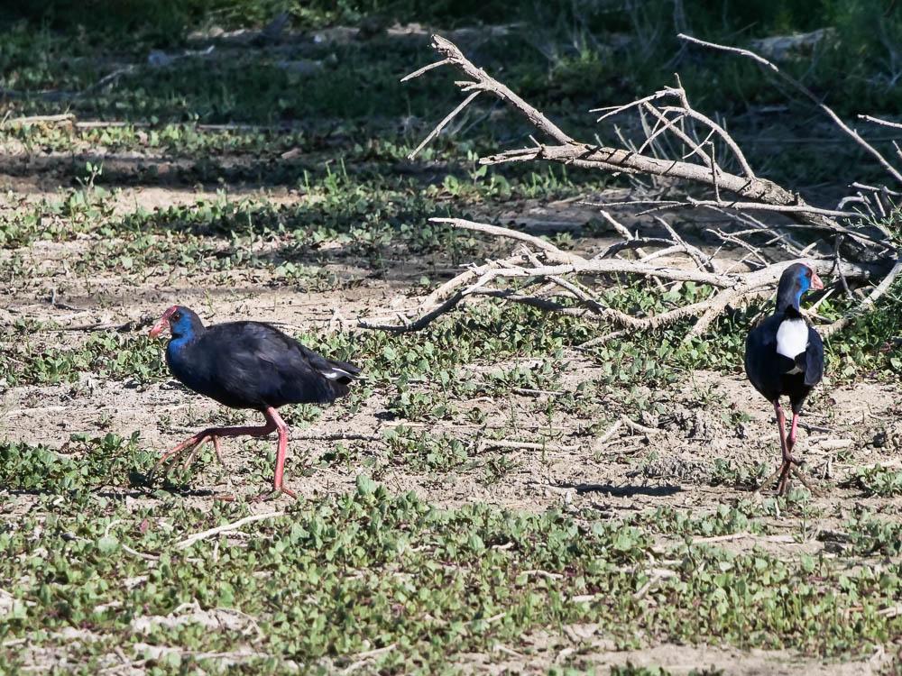 Poule sultane, Talève sultane, Porphyrion bleu Porphyrio porphyrio (Linnaeus, 1758)