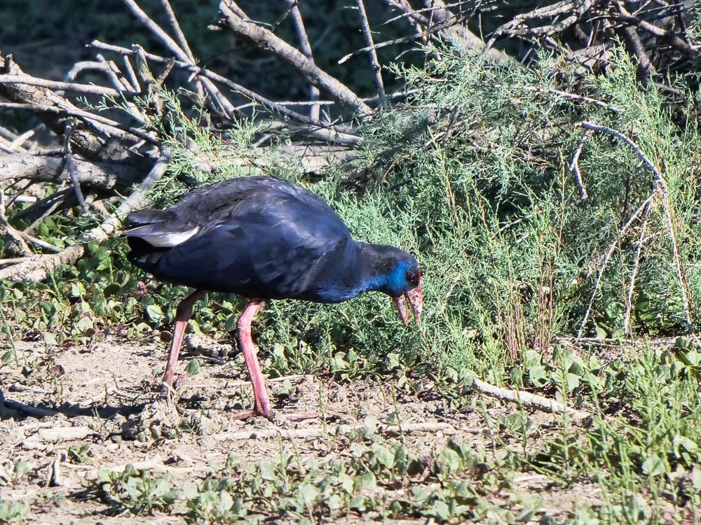 Poule sultane, Talève sultane, Porphyrion bleu Porphyrio porphyrio (Linnaeus, 1758)