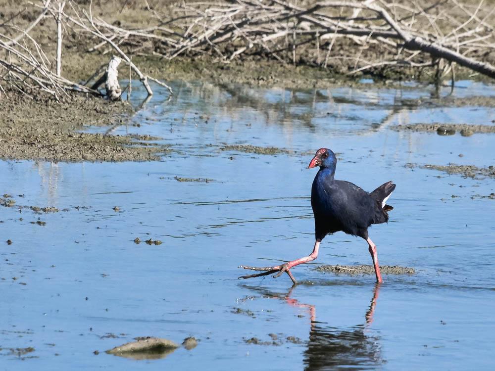Poule sultane, Talève sultane, Porphyrion bleu Porphyrio porphyrio (Linnaeus, 1758)