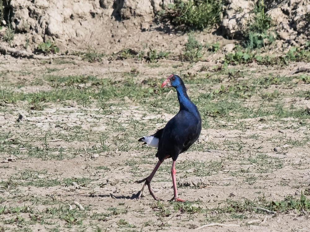 Poule sultane, Talève sultane, Porphyrion bleu Porphyrio porphyrio (Linnaeus, 1758)