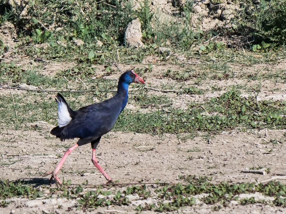 Poule sultane, Talève sultane, Porphyrion bleu Porphyrio porphyrio (Linnaeus, 1758)