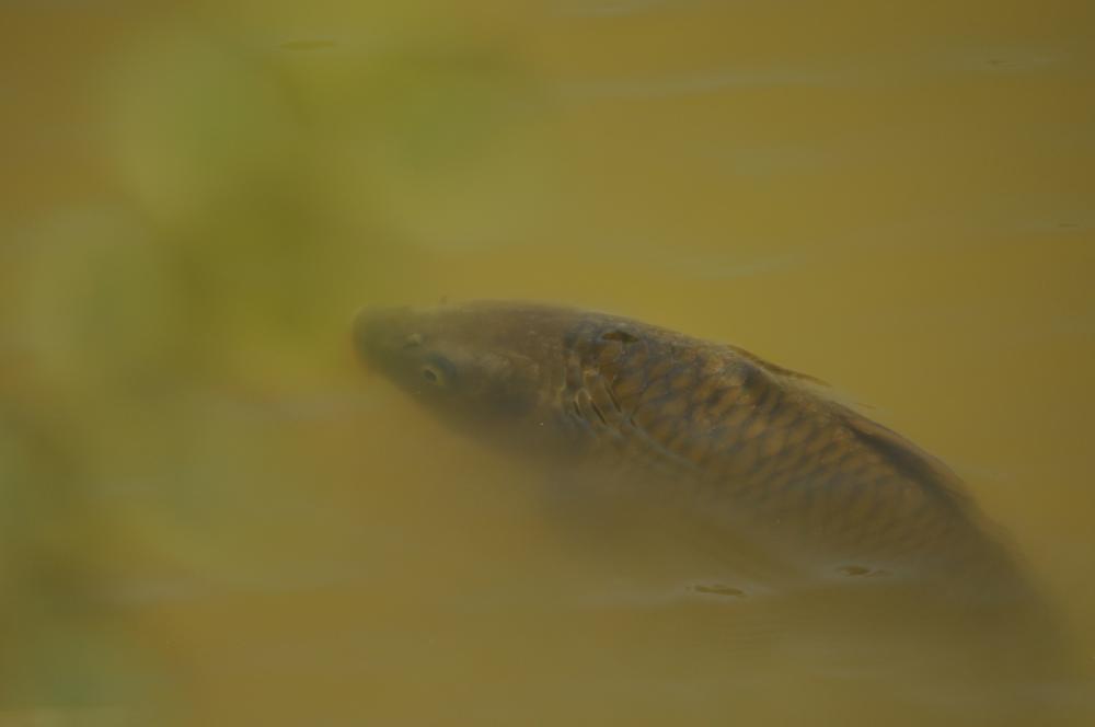 Carpe commune, Carpat, Carpeau, Escarpo, Kerpaille Cyprinus carpio Linnaeus, 1758