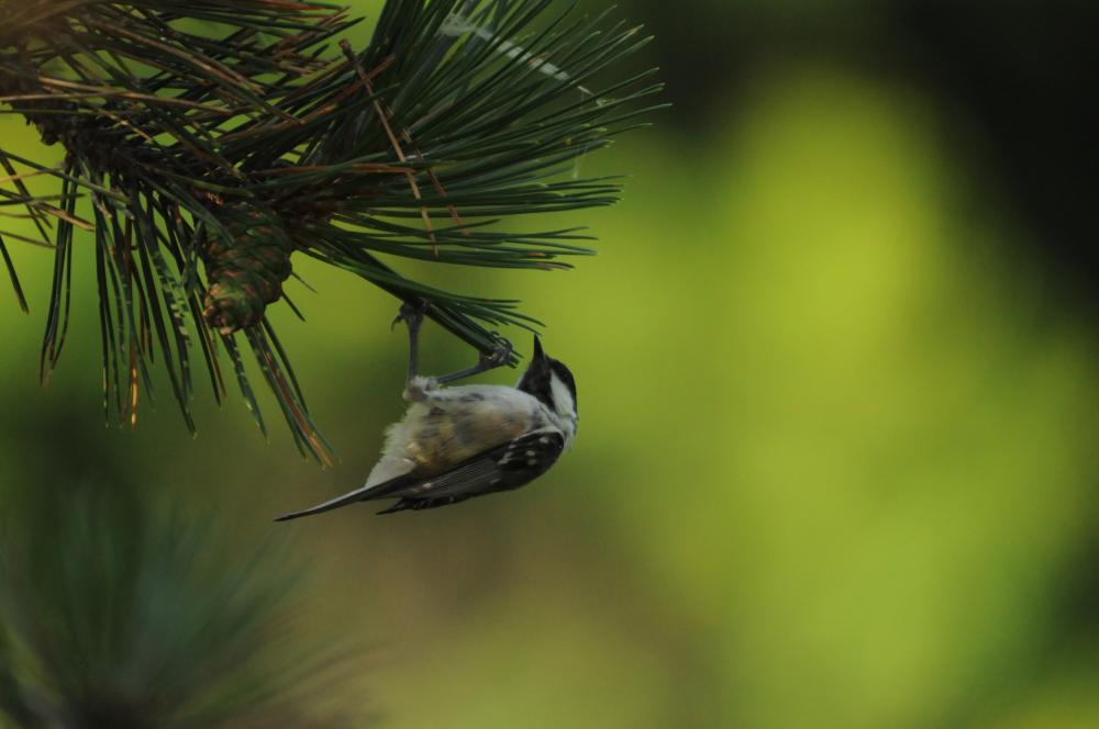 Mésange noire Periparus ater (Linnaeus, 1758)