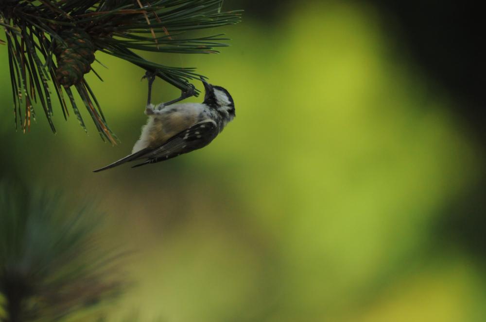 Mésange noire Periparus ater (Linnaeus, 1758)