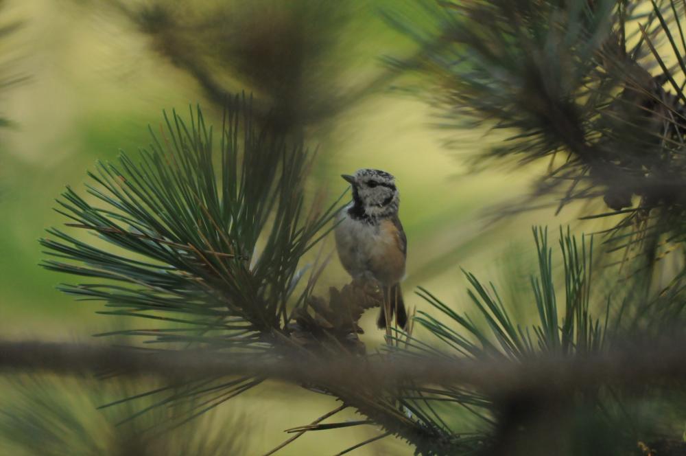 Mésange huppée Lophophanes cristatus (Linnaeus, 1758)