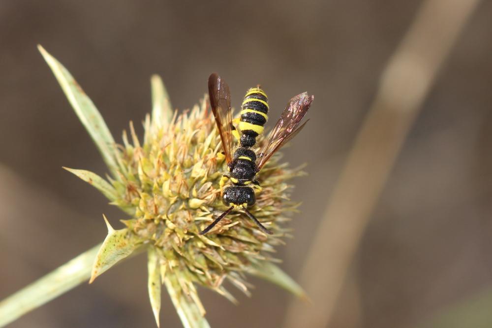 Cerceris arenaria (Linnaeus, 1758)