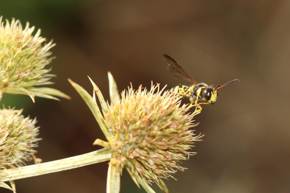 Cerceris arenaria (Linnaeus, 1758)