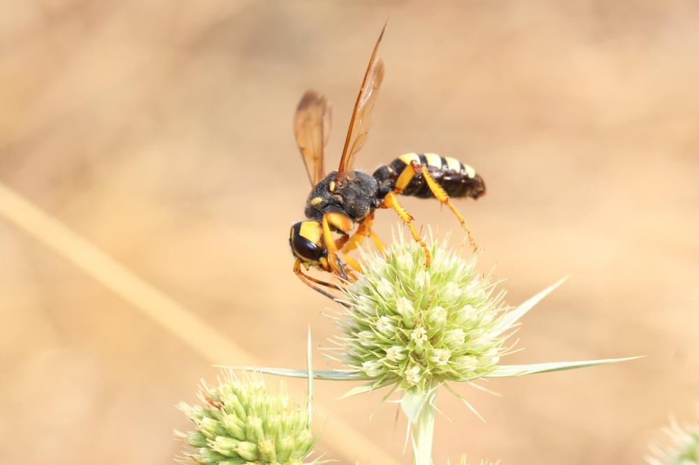 Cerceris tuberculata (Villers, 1787)