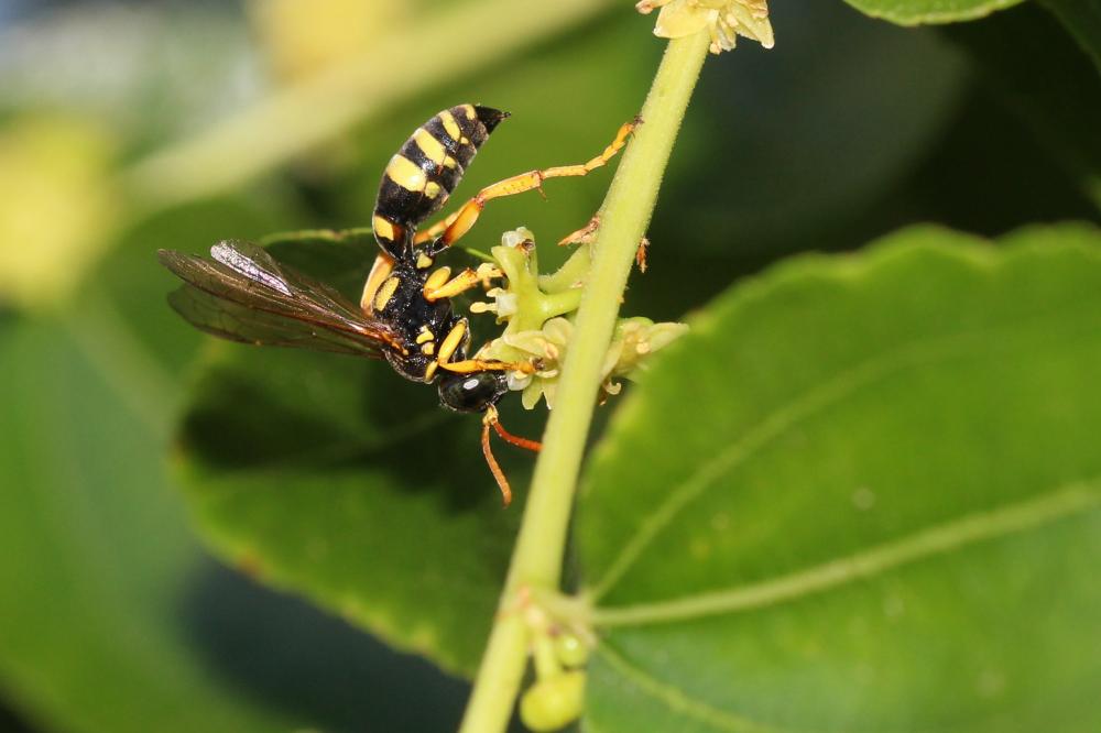 Gorytes pleuripunctatus (A. Costa, 1859)