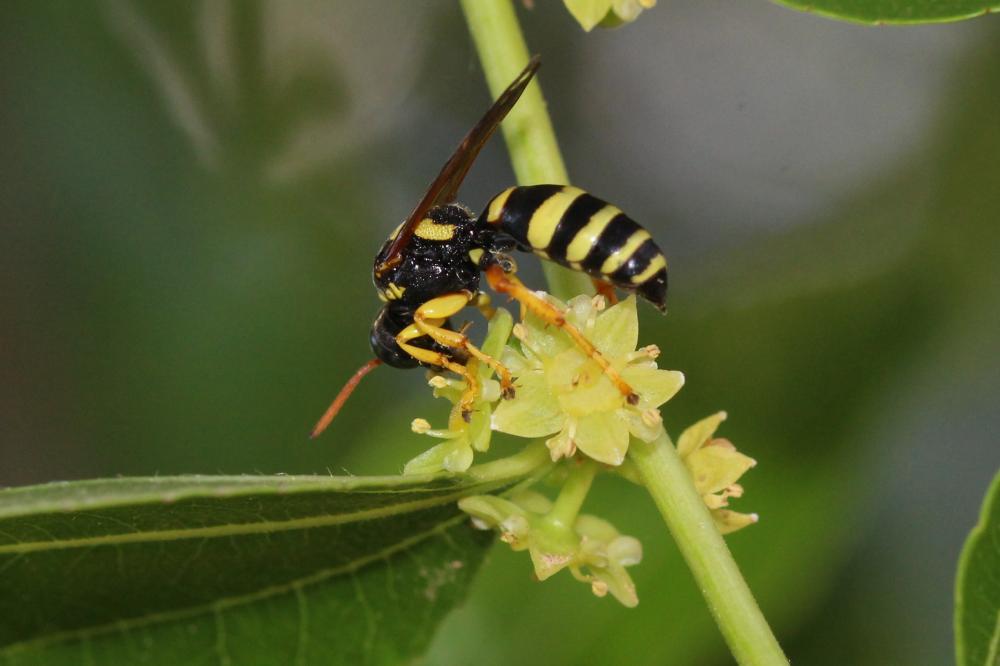 Gorytes pleuripunctatus (A. Costa, 1859)