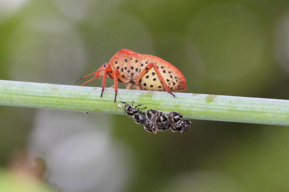 Graphosoma semipunctatum (Fabricius, 1775)