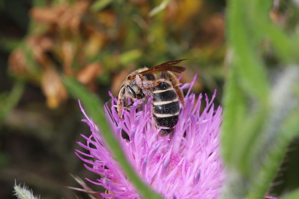  Halictus quadricinctus (Fabricius, 1776)