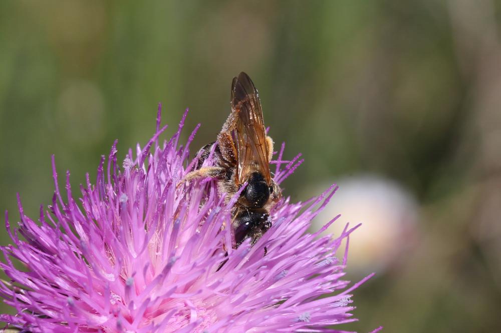 Halictus quadricinctus (Fabricius, 1776)