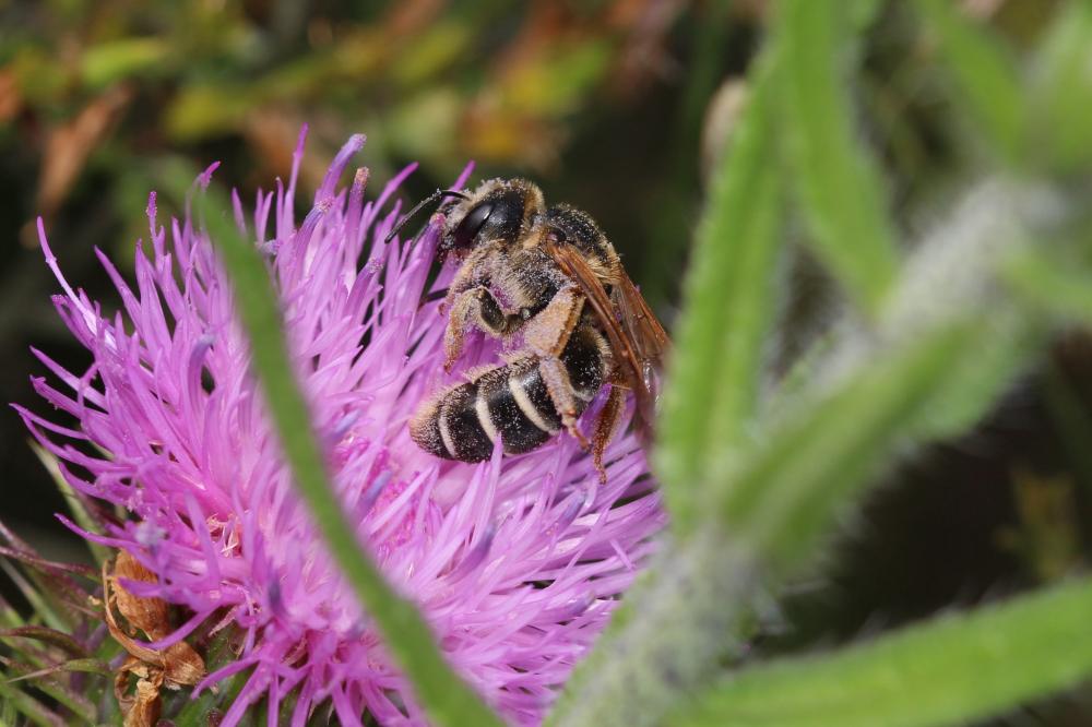  Halictus quadricinctus (Fabricius, 1776)