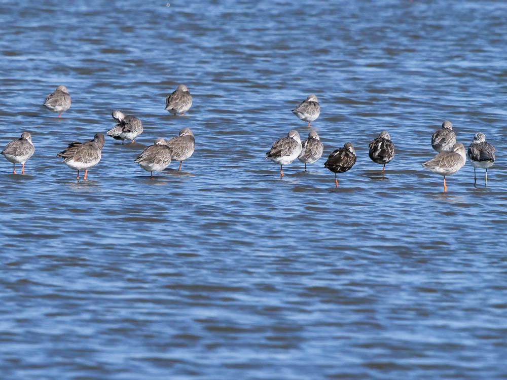 Barge à queue noire Limosa limosa (Linnaeus, 1758)