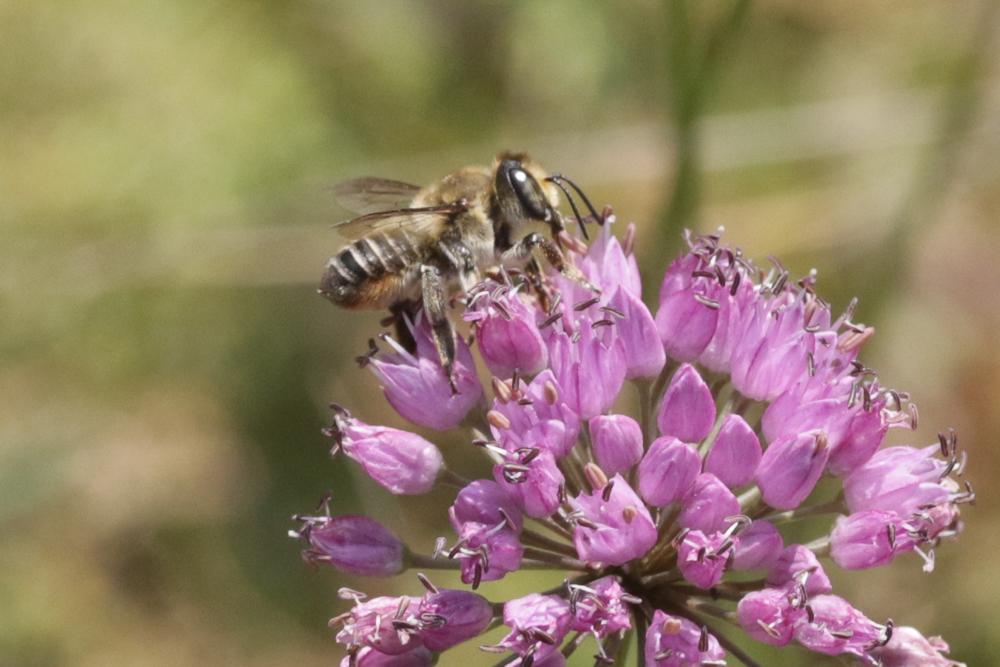 Megachile Latreille, 1802