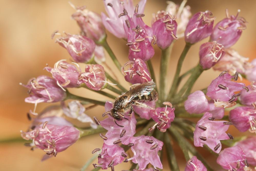 Lasioglossum Curtis, 1833