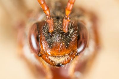  Nomada alboguttata Herrich-Schäffer, 1839