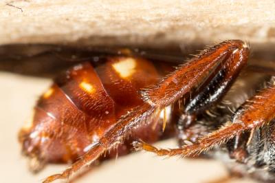  Nomada alboguttata Herrich-Schäffer, 1839