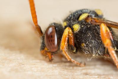  Nomada fulvicornis Fabricius, 1793