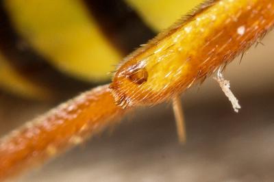  Nomada fulvicornis Fabricius, 1793