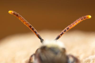  Nomada femoralis Morawitz, 1869