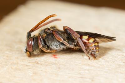  Nomada armata Herrich-Schäffer, 1839