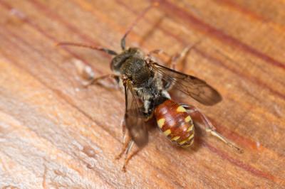  Nomada armata Herrich-Schäffer, 1839