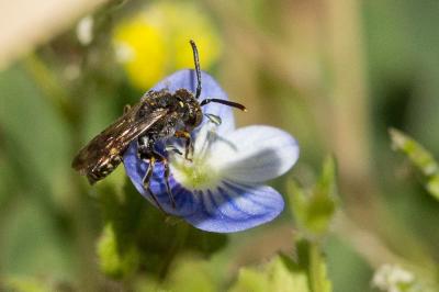  Nomada distinguenda Morawitz, 1874