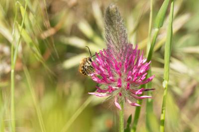 Eucère dorée Eucera chrysopyga Pérez, 1879