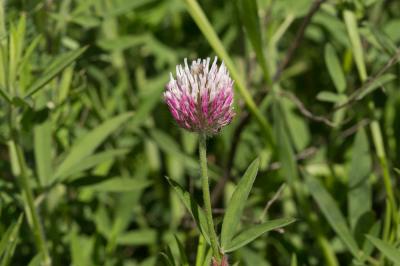 Trèfle pourpre Trifolium purpureum Loisel., 1807