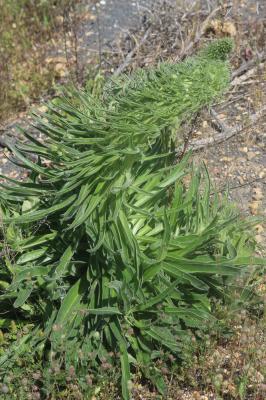 Vipérine d'Italie, Vipérine des Albères Echium italicum L., 1753
