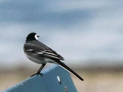 Bergeronnette grise Motacilla alba Linnaeus, 1758