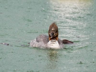 Harle bièvre Mergus merganser Linnaeus, 1758