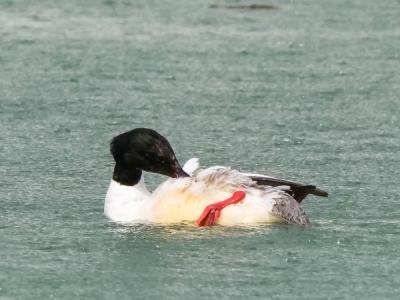 Harle bièvre Mergus merganser Linnaeus, 1758