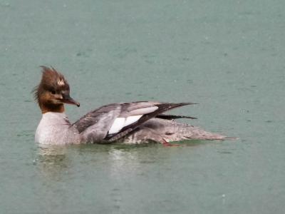 Harle bièvre Mergus merganser Linnaeus, 1758