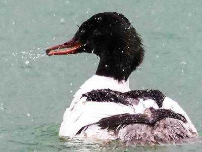 Harle bièvre Mergus merganser Linnaeus, 1758
