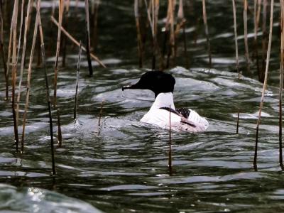 Harle bièvre Mergus merganser Linnaeus, 1758
