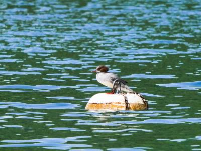 Harle bièvre Mergus merganser Linnaeus, 1758