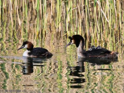 Grèbe huppé Podiceps cristatus (Linnaeus, 1758)