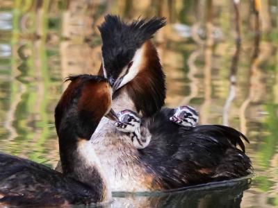 Grèbe huppé Podiceps cristatus (Linnaeus, 1758)