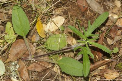 Brunelle laciniée Prunella laciniata (L.) L., 1763